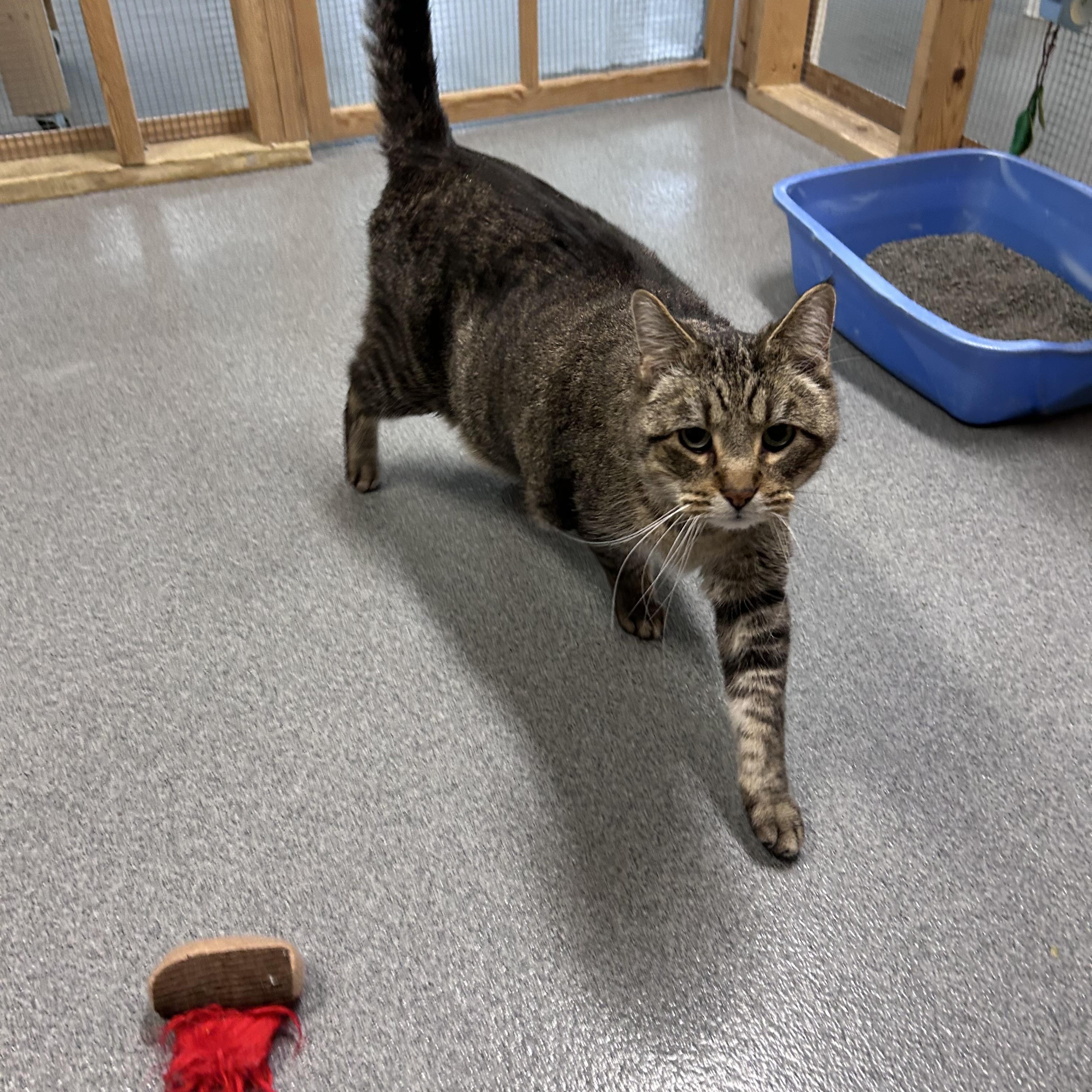 Enlarge Sid, a ADOPTABLE Domestic Short Hair in Chisholm, MN image 4/4