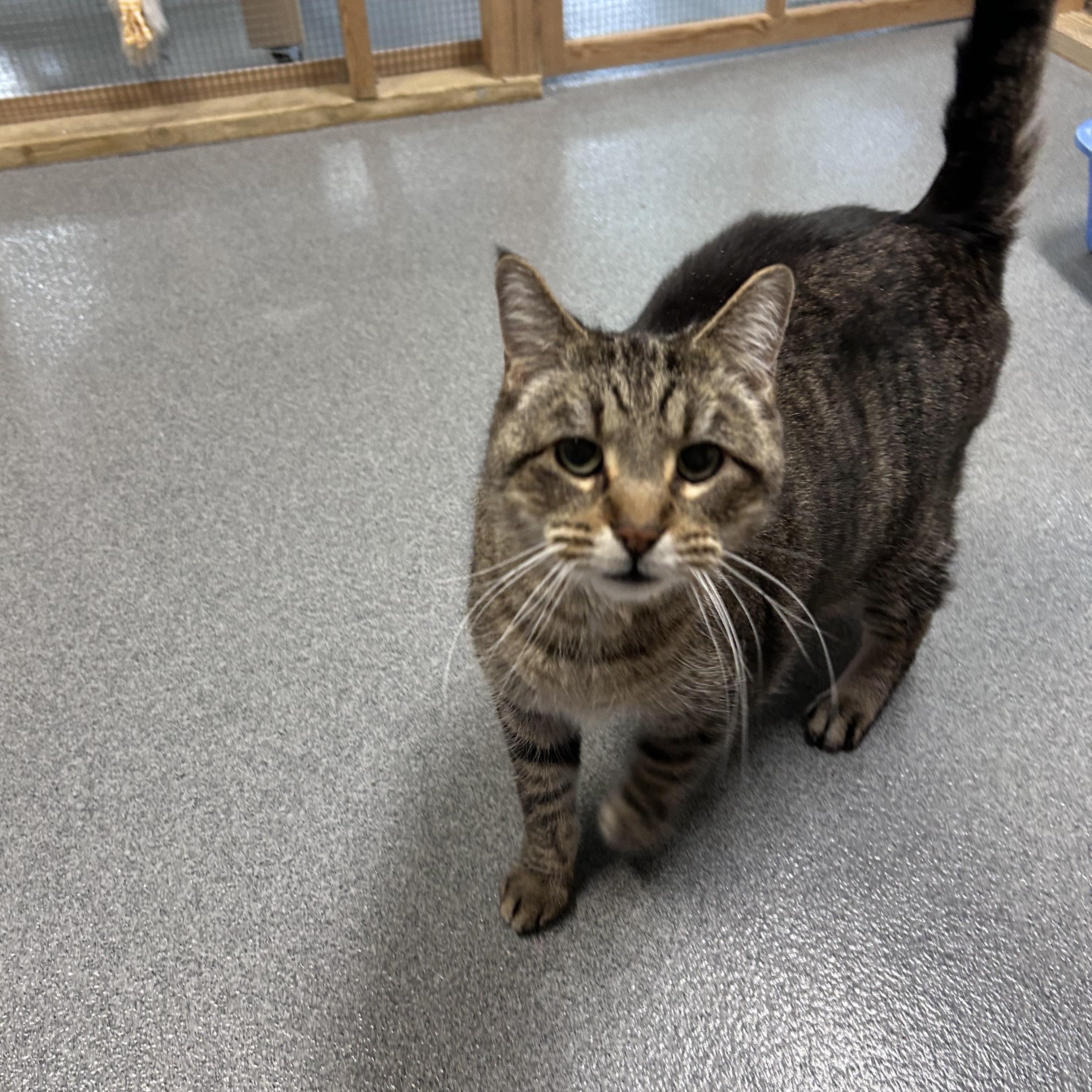 Enlarge Sid, a ADOPTABLE Domestic Short Hair in Chisholm, MN image 2/4