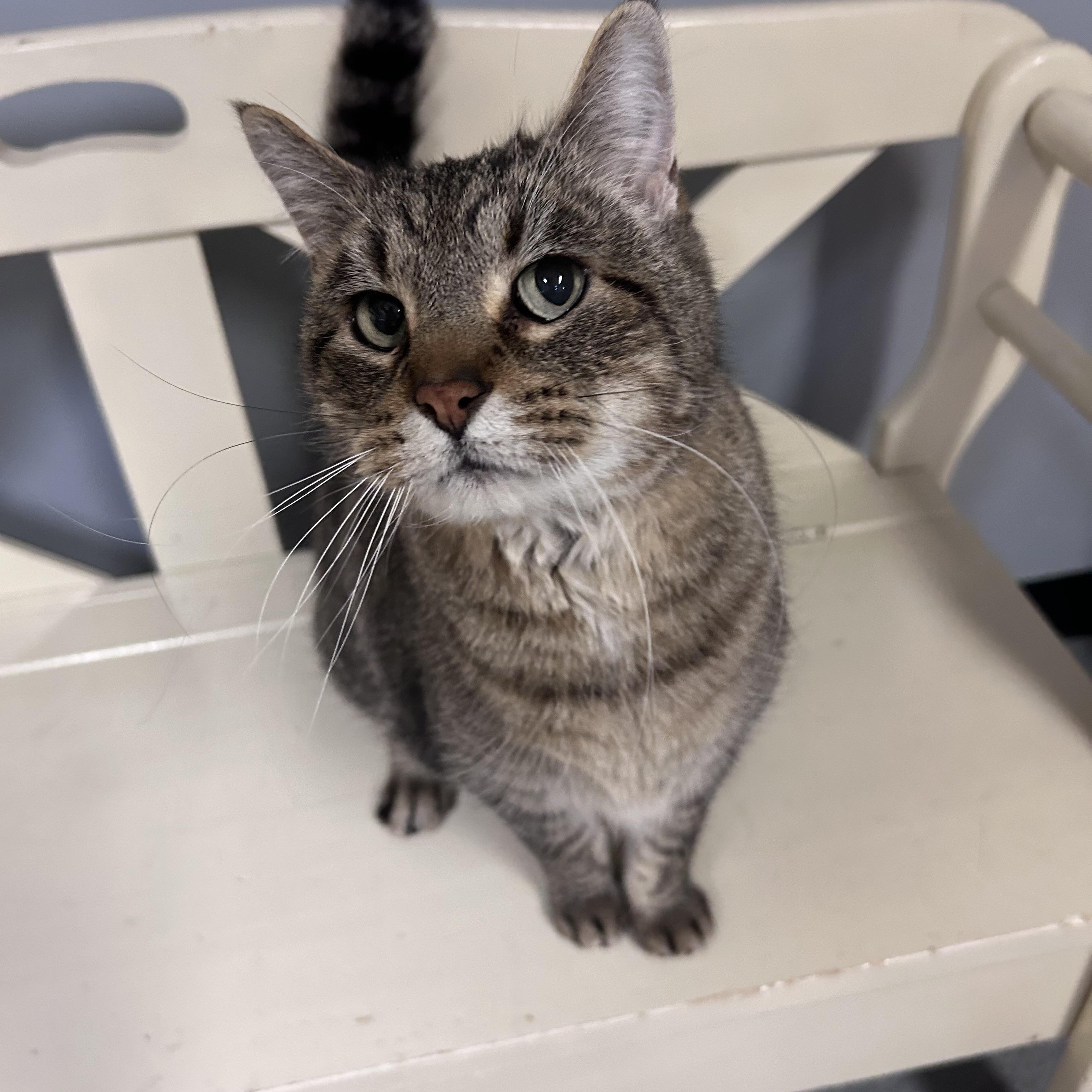 Sid, ADOPTABLE, Adult Male Domestic Short Hair.