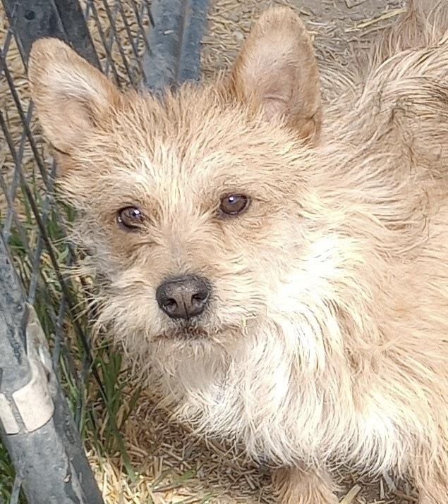 Little Odie, adopted, Adult Male Terrier.