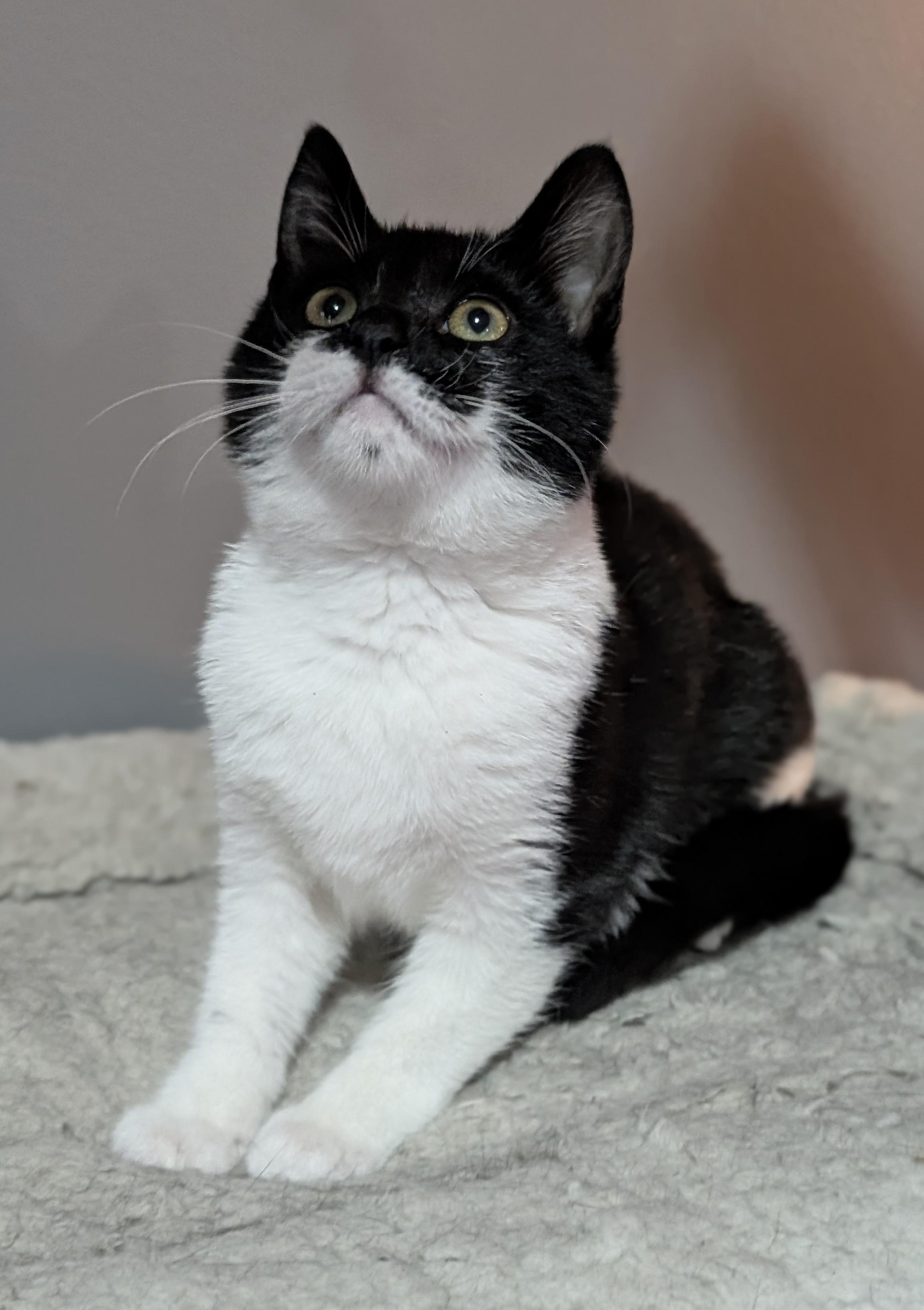 Enlarge Eclipse, a Adoptable Domestic Short Hair in Ozone Park, NY image 3/3