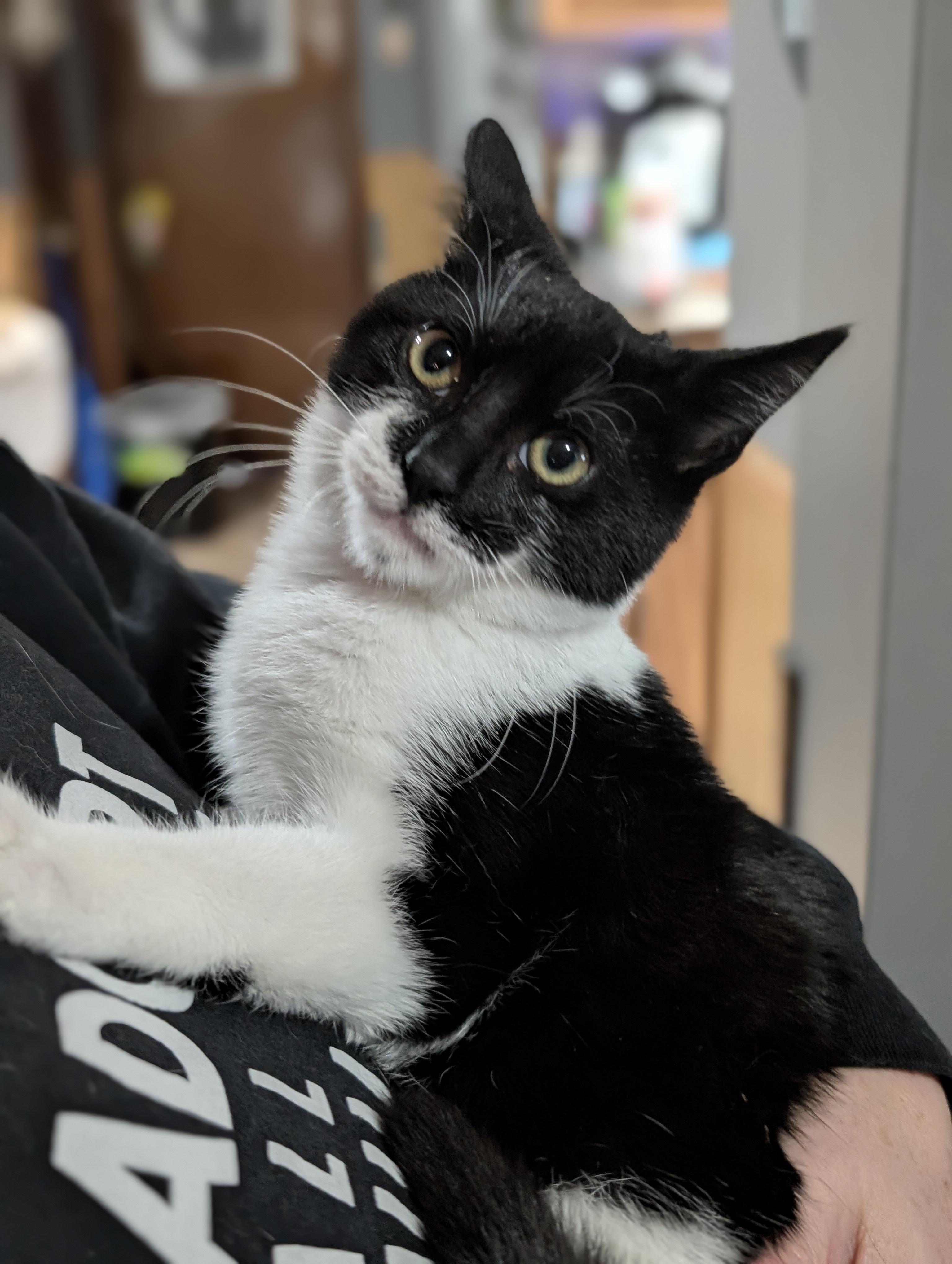 Enlarge Eclipse, a Adoptable Domestic Short Hair in Ozone Park, NY image 2/3