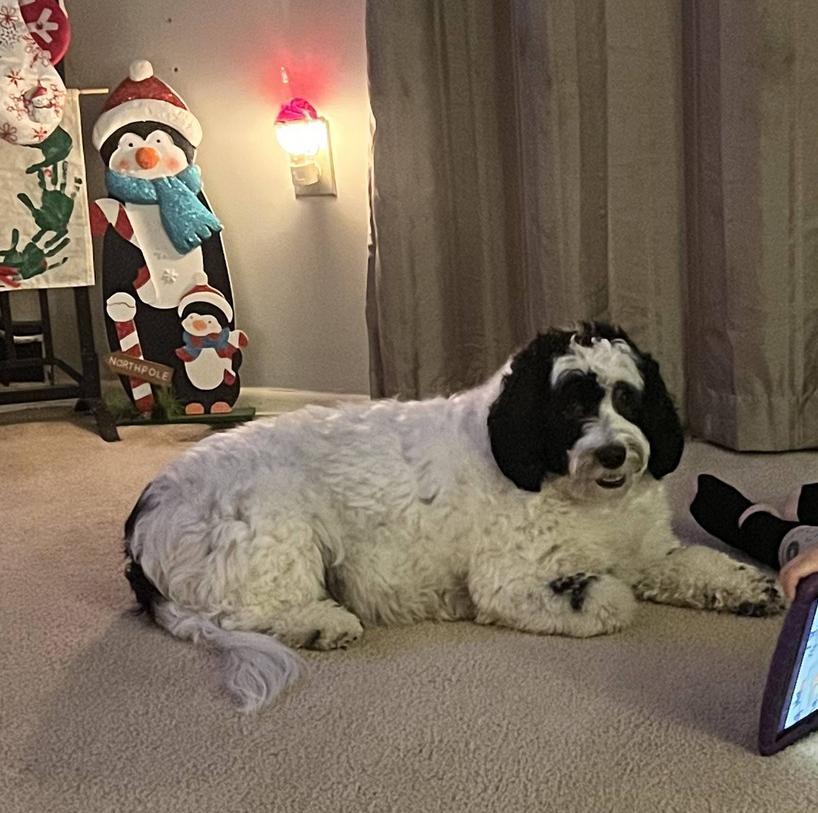 Lulu, ADOPTABLE, Adult Female Sheepadoodle.