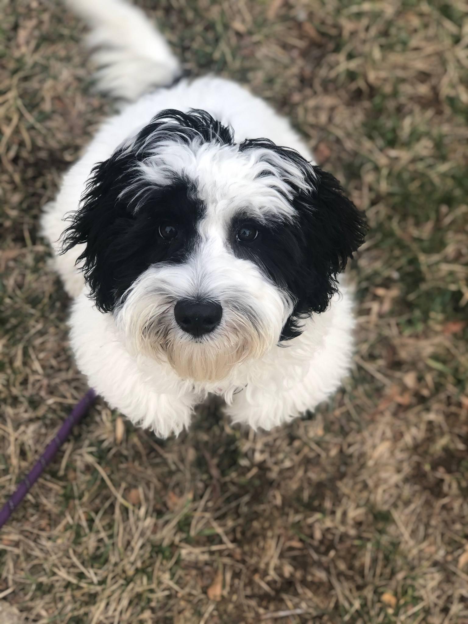 Enlarge Lulu, a ADOPTABLE Sheepadoodle in Baltimore, MD image 2/6