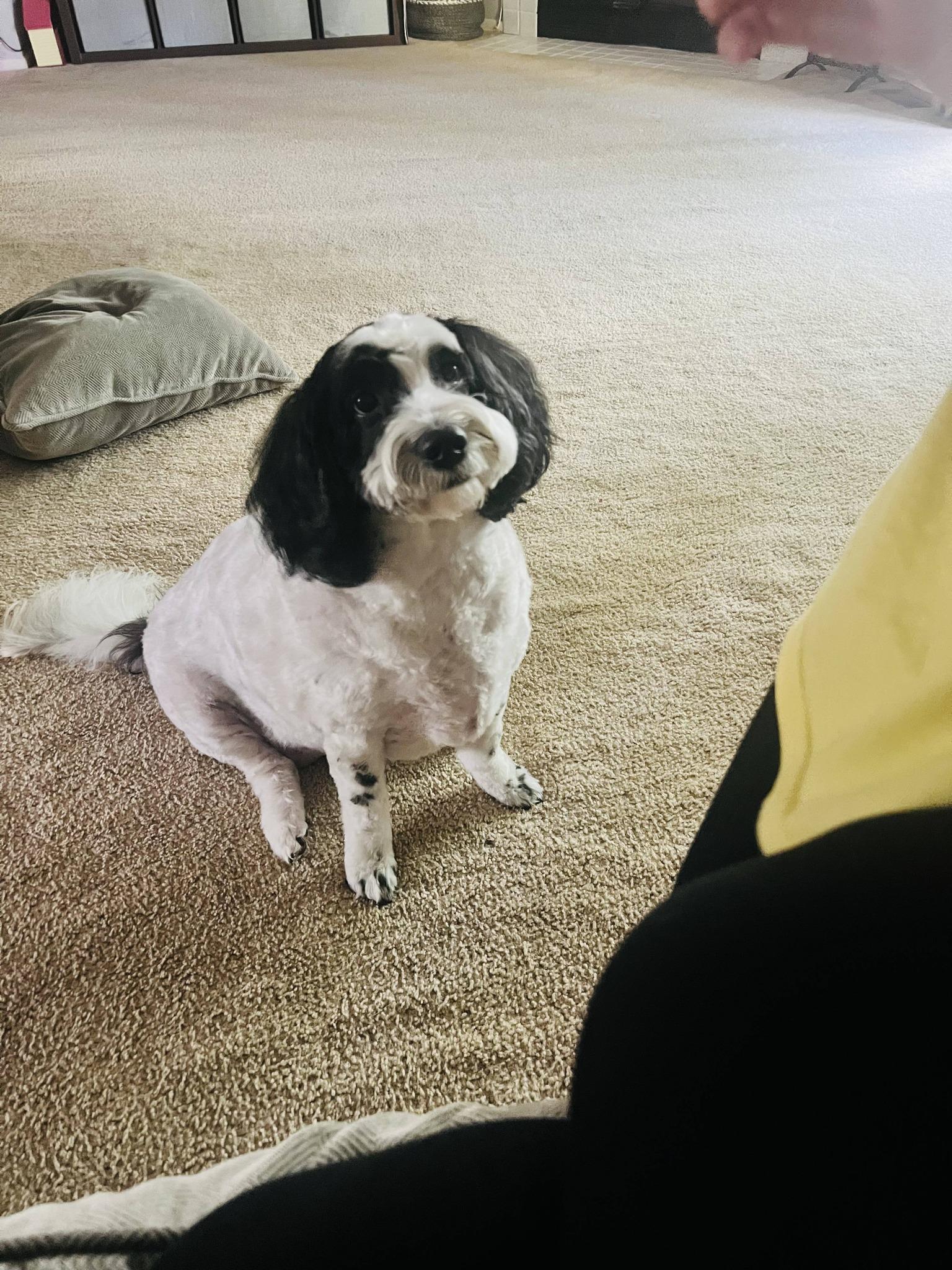 Enlarge Lulu, a ADOPTABLE Sheepadoodle in Baltimore, MD image 6/6
