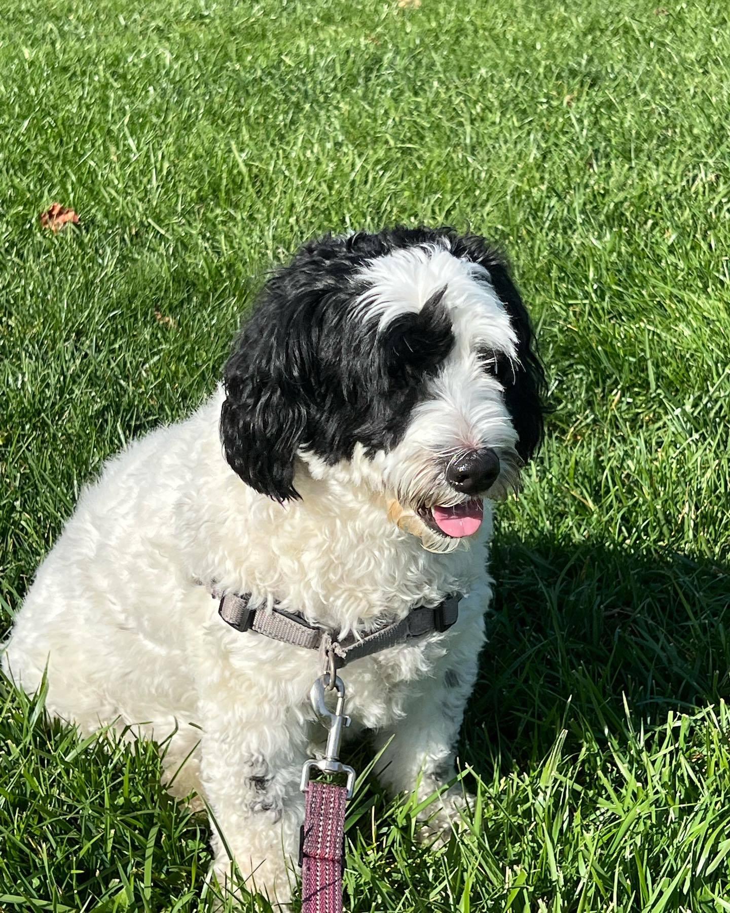 Enlarge Lulu, a ADOPTABLE Sheepadoodle in Baltimore, MD image 5/6