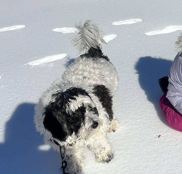 Enlarge Lulu, a ADOPTABLE Sheepadoodle in Baltimore, MD image 3/6