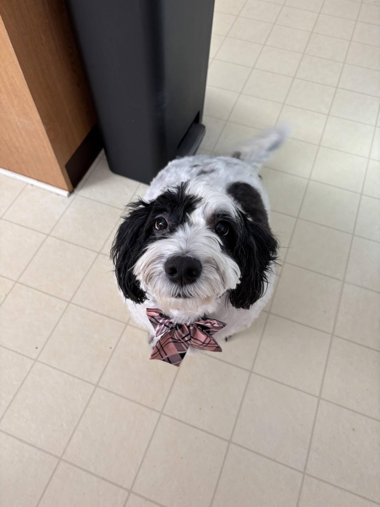Enlarge Lulu, a ADOPTABLE Sheepadoodle in Baltimore, MD image 4/6