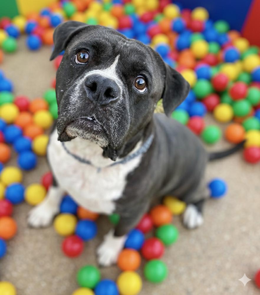 Hobbs, Adoptable, Adult Male American Bulldog & Staffordshire Bull Terrier.