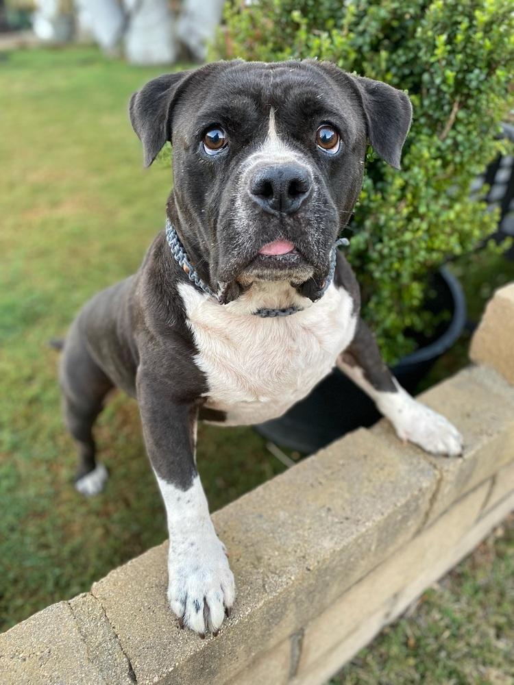 Enlarge Hobbs, a Adoptable mixed breed in Canyon Country, CA image 2/6