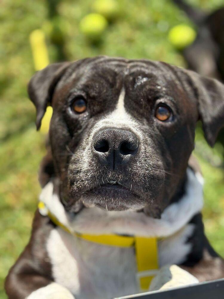 Enlarge Hobbs, a Adoptable mixed breed in Canyon Country, CA image 3/6