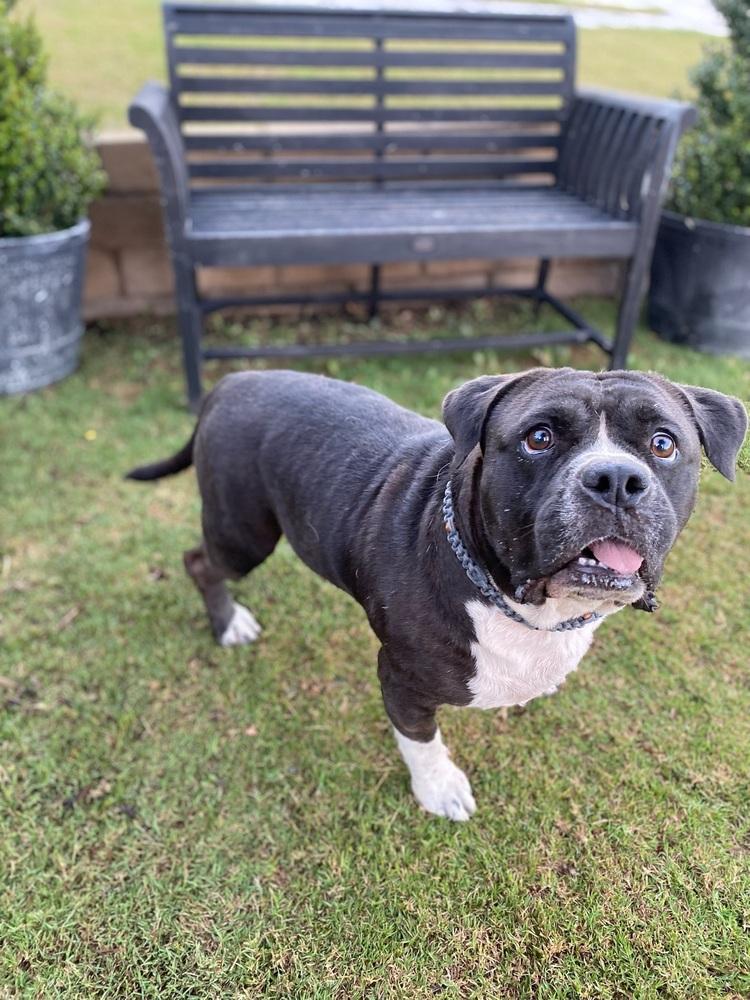 Enlarge Hobbs, a Adoptable mixed breed in Canyon Country, CA image 4/6