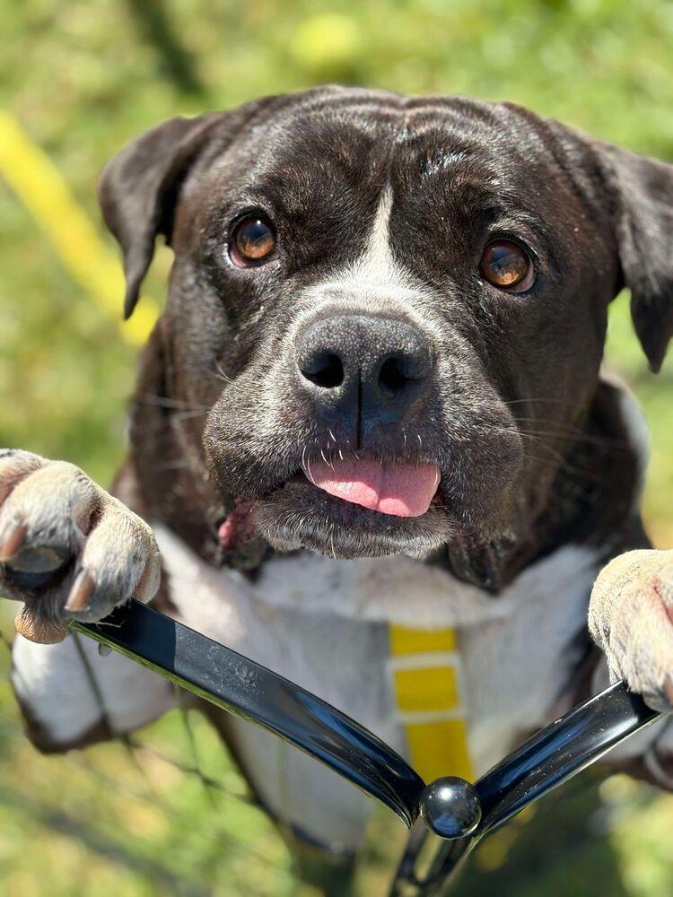 Hobbs, Adoptable, Adult Male American Bulldog & Staffordshire Bull Terrier.