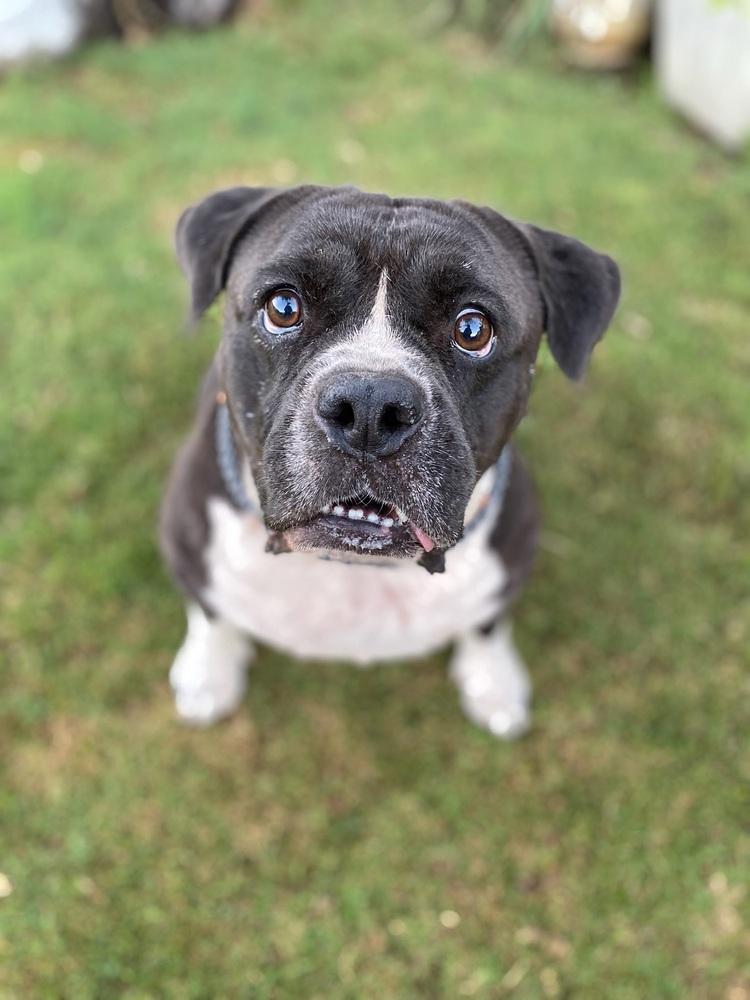 Enlarge Hobbs, a Adoptable mixed breed in Canyon Country, CA image 6/6
