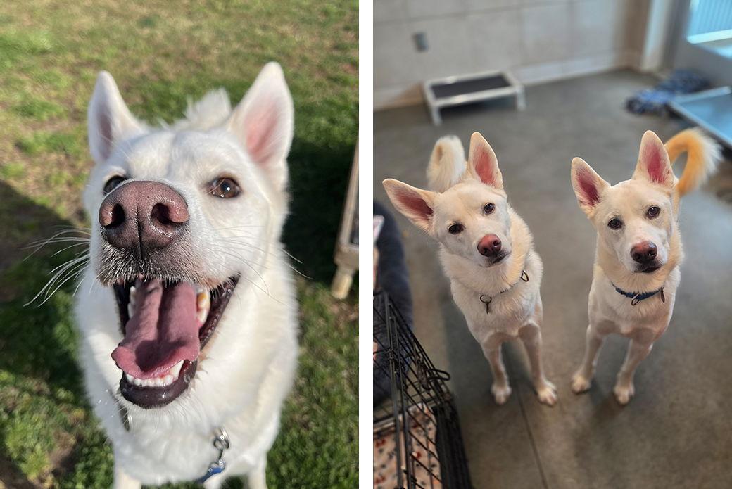 Jordan, Adoptable, Adult Male Mixed Breed.