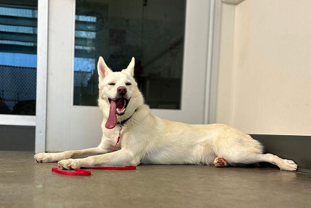 Enlarge Jordan, a Adoptable Mixed Breed in Weaverville, NC image 2/3