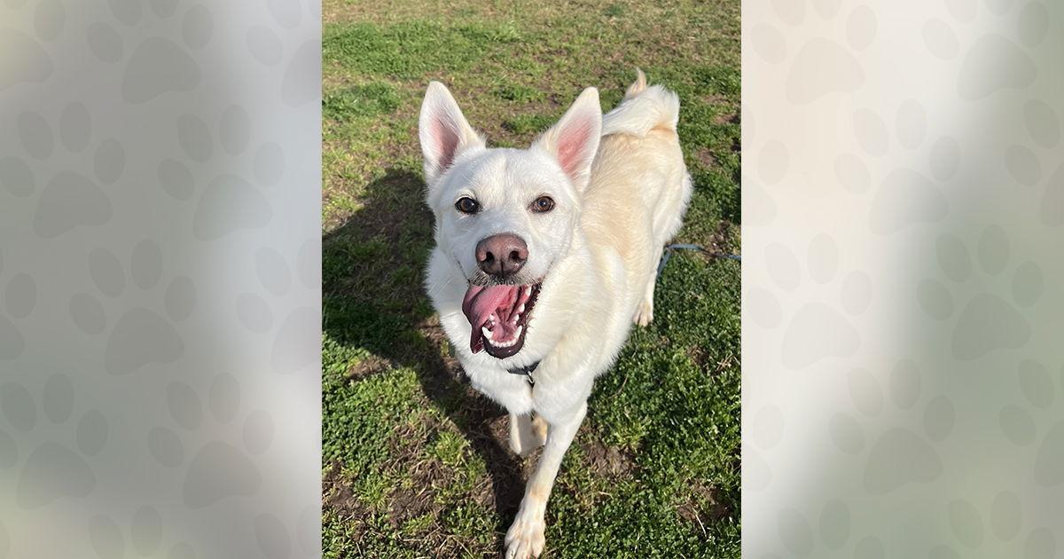 Jordan, Adoptable, Adult Male Mixed Breed.