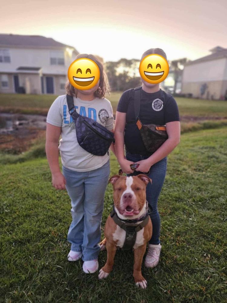 Hiemdall - Adoption Pending, a Adoptable Pit Bull Terrier in Palm Bay , FL image 1/3