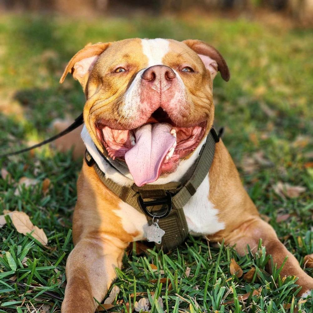 Hiemdall - Adoption Pending, a Adoptable Pit Bull Terrier in Palm Bay , FL image 2/3