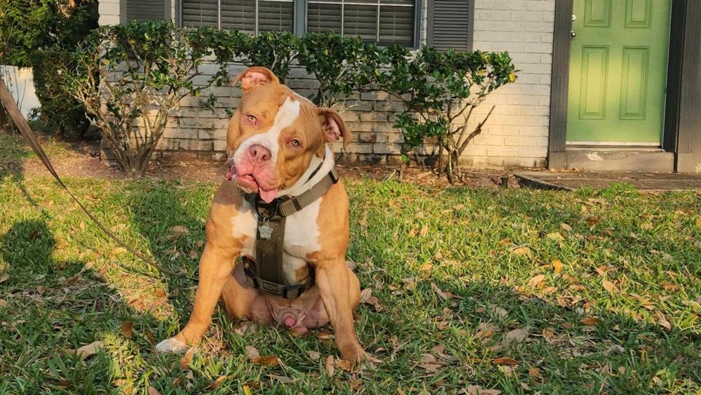 Hiemdall - Adoption Pending, a Adoptable Pit Bull Terrier in Palm Bay , FL image 3/3