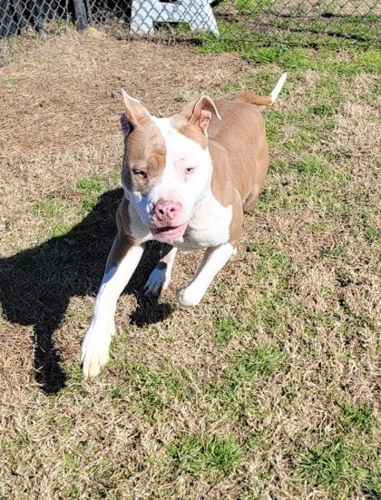 Enlarge Sprinkle, a Adoptable mixed breed in Conway, SC image 1/3