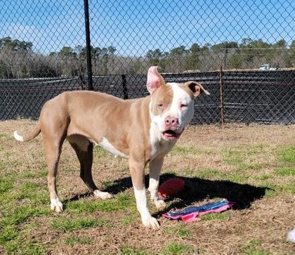 Enlarge Sprinkle, a Adoptable mixed breed in Conway, SC image 2/3