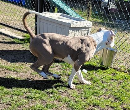 Enlarge Sprinkle, a Adoptable mixed breed in Conway, SC image 3/3