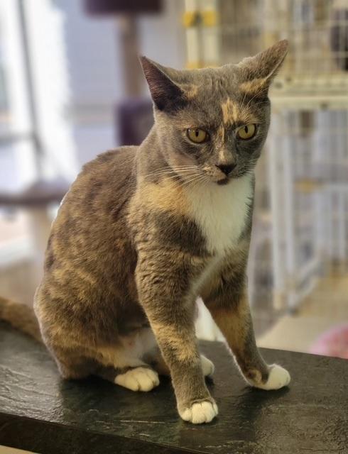 Dora, an adopted Dilute Calico in Memphis, TN image 1/4