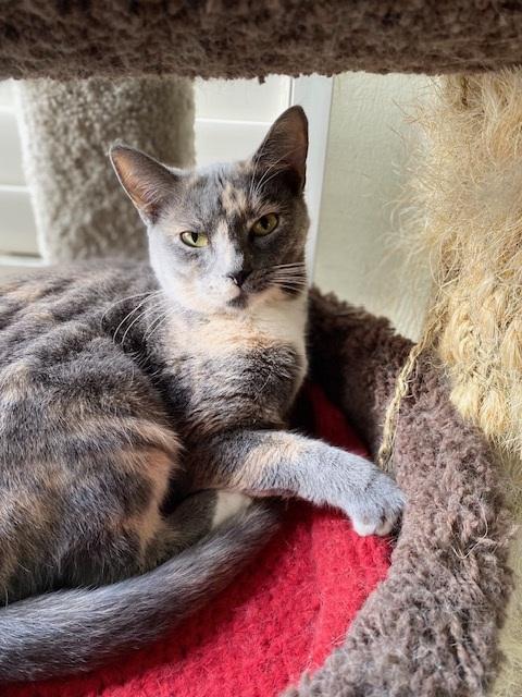 Dora, an adopted Dilute Calico in Memphis, TN image 3/4