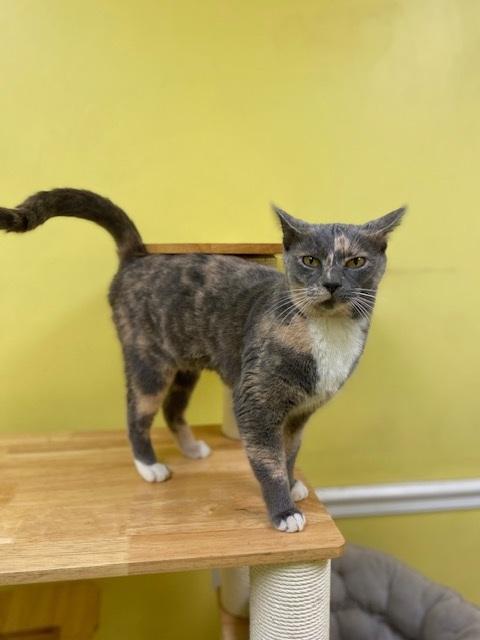 Dora, an adopted Dilute Calico in Memphis, TN image 4/4