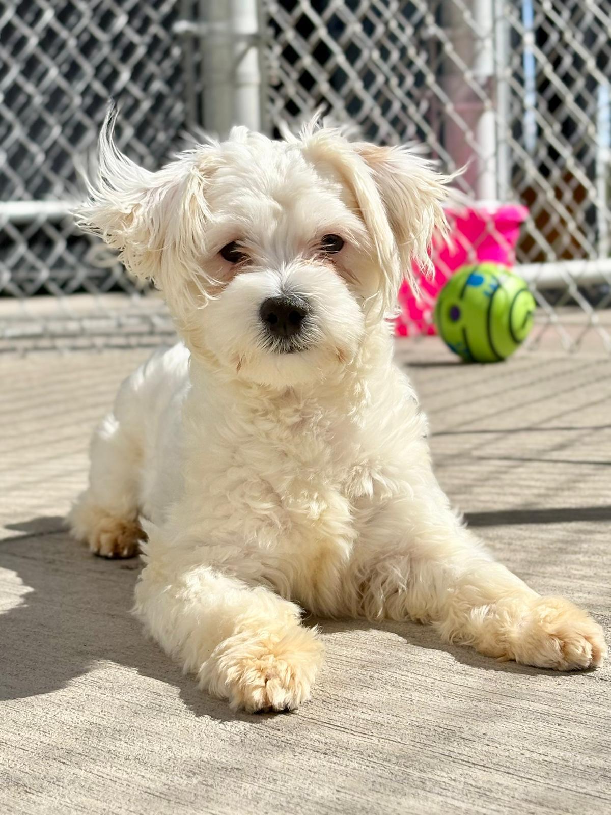 Colin, ADOPTABLE, Adult Male Maltese.