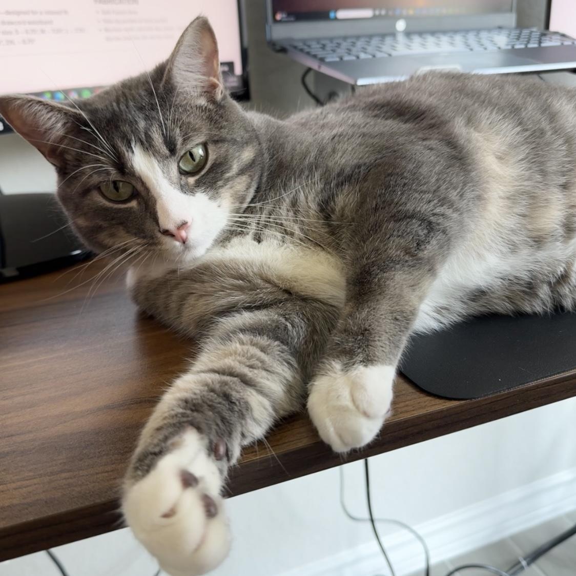 Dax, adopted, Adult Male Domestic Short Hair.