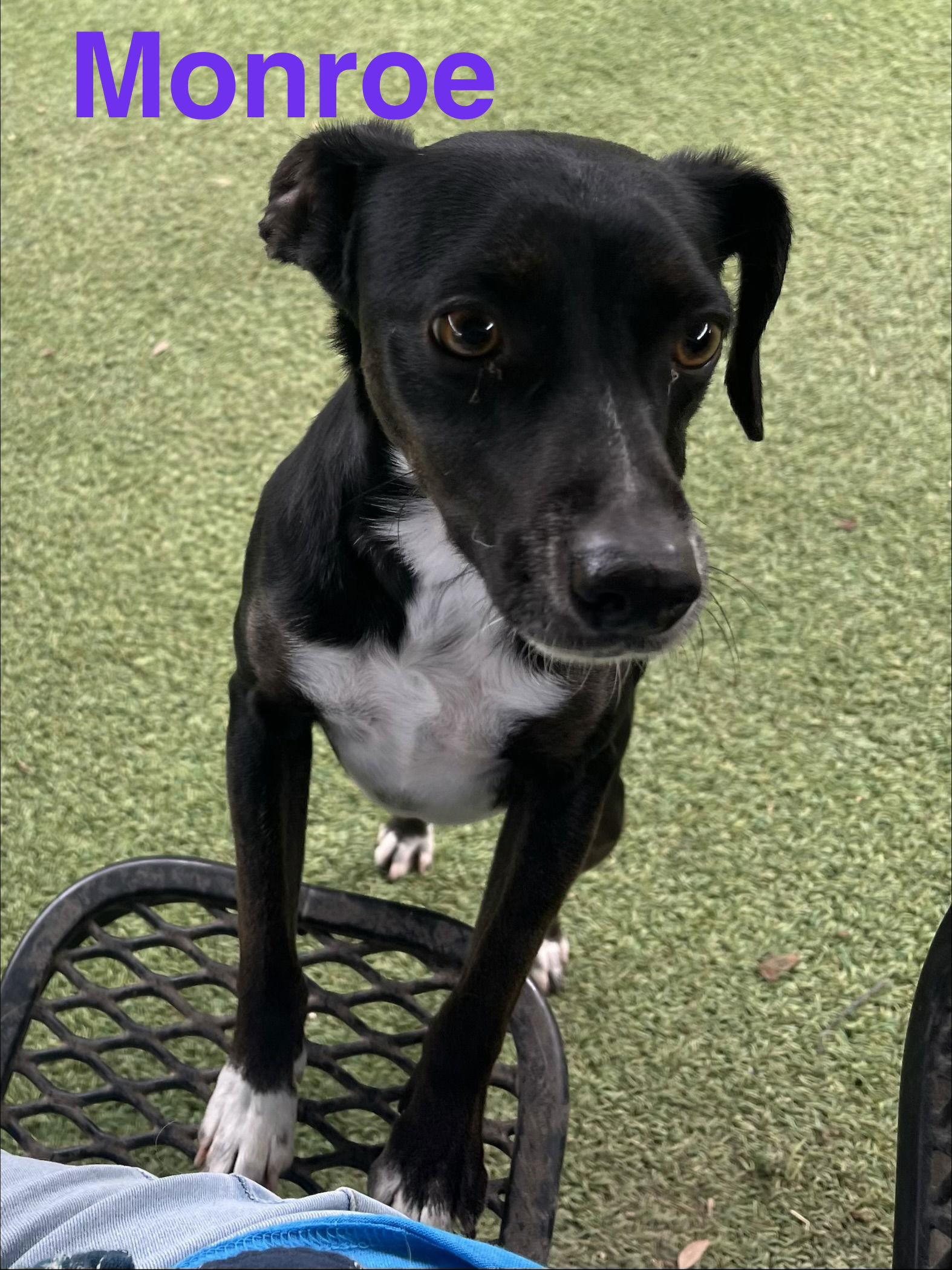 Monroe, Adoptable, Adult Male Terrier.