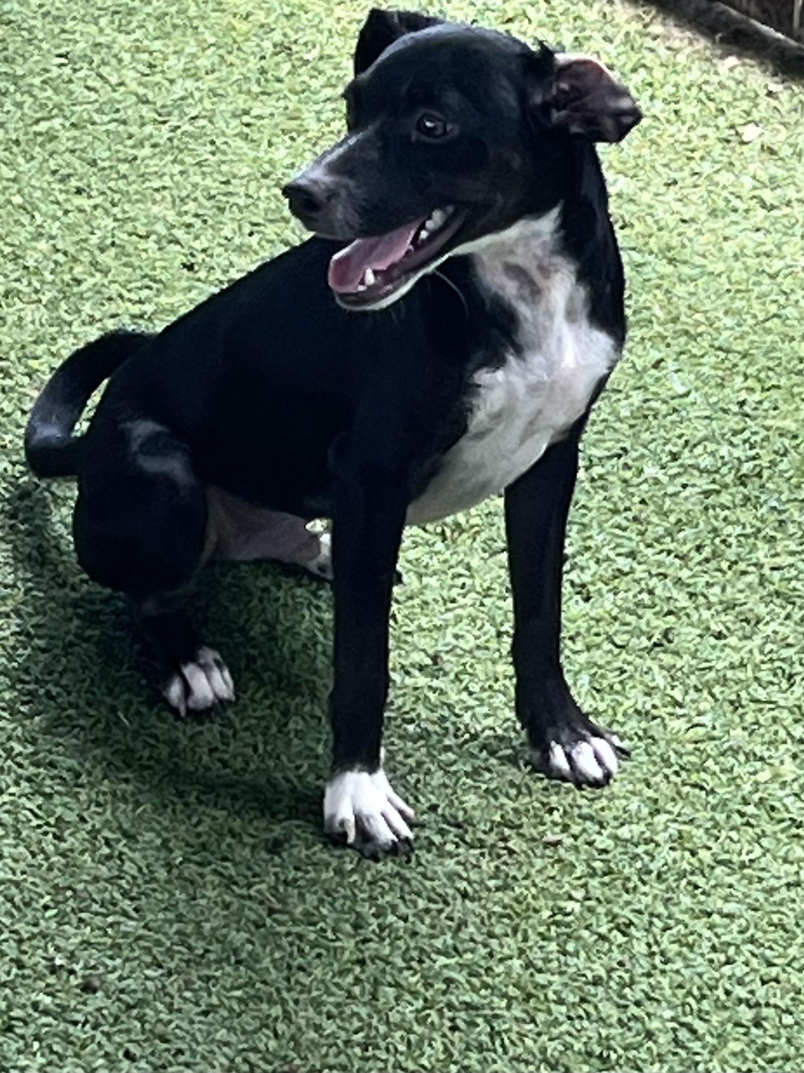 Enlarge Monroe, a Adoptable Terrier in Pipe Creek, TX image 2/3