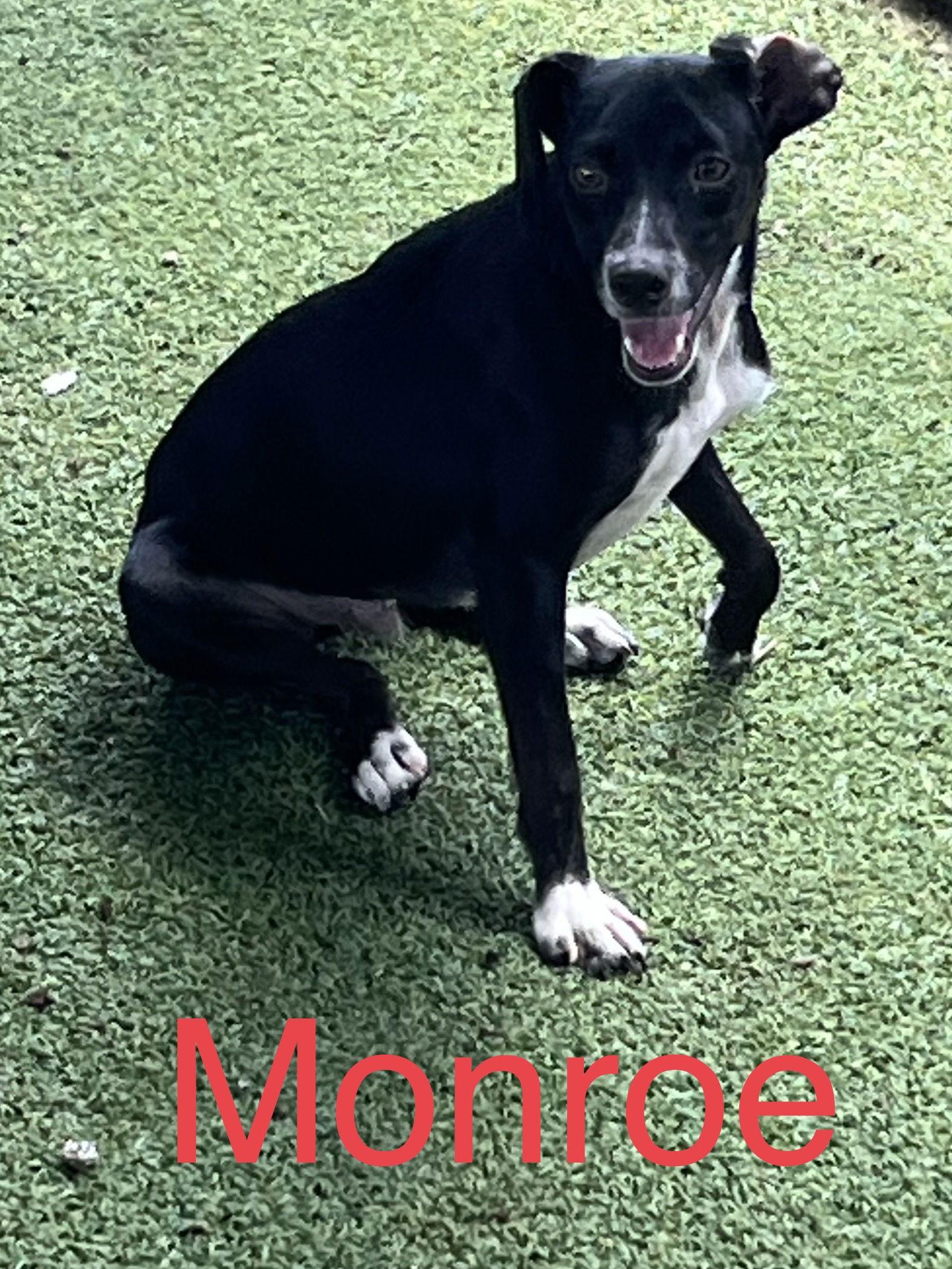 Enlarge Monroe, a Adoptable Terrier in Pipe Creek, TX image 3/3