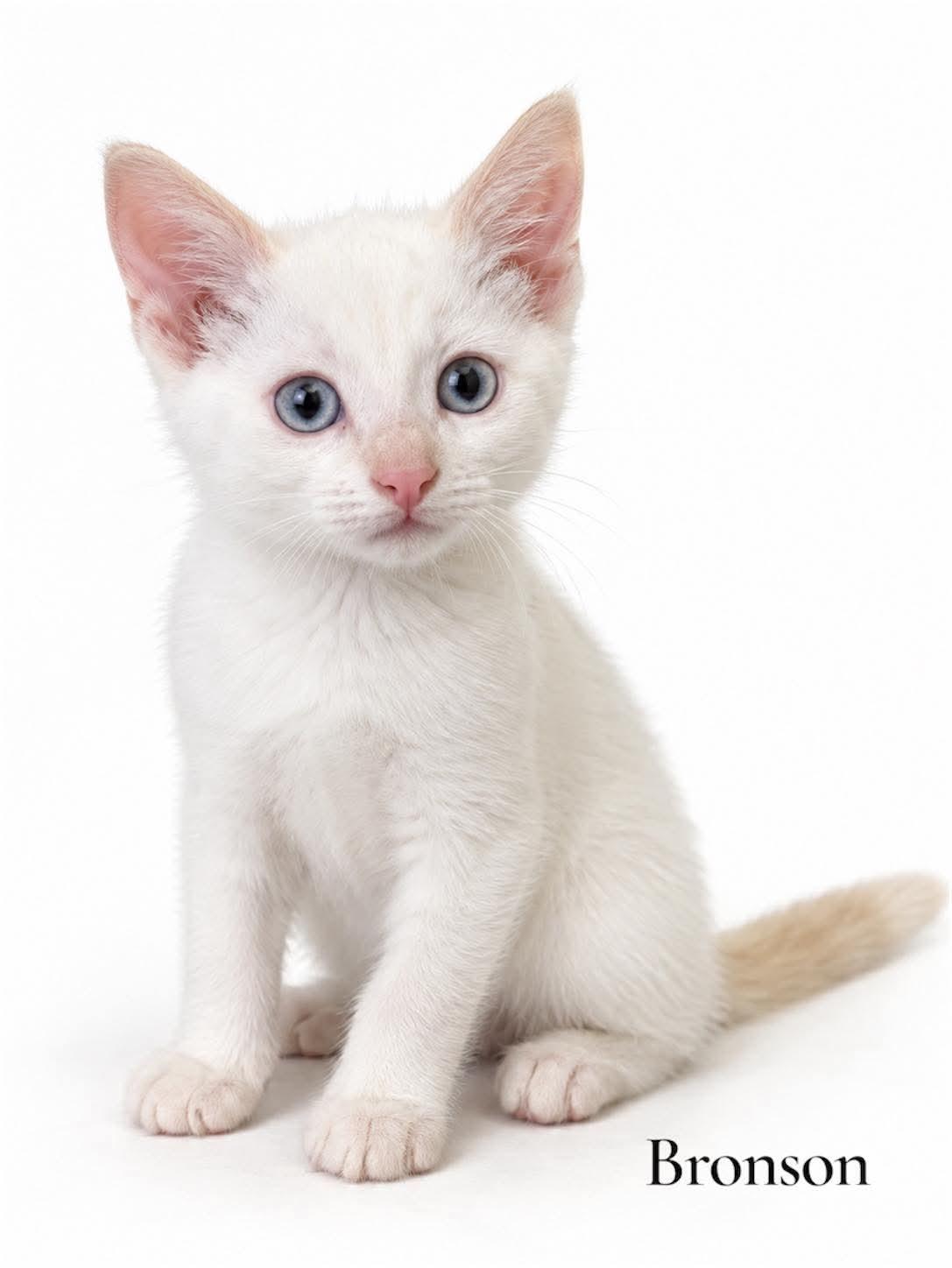 Bronson, Adopted, Kitten Male Domestic Short Hair.