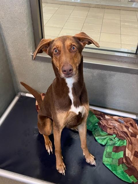 LARITA, Adoptable, Young Female Doberman Pinscher & Mixed Breed.