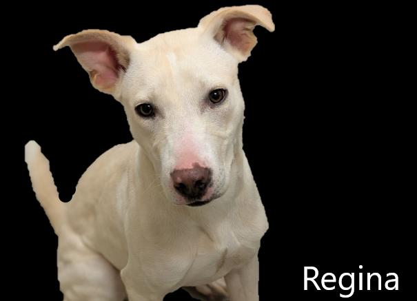Regina, an adoptable Pit Bull Terrier, Whippet in Mount Vernon, OH, 43050 | Photo Image 1