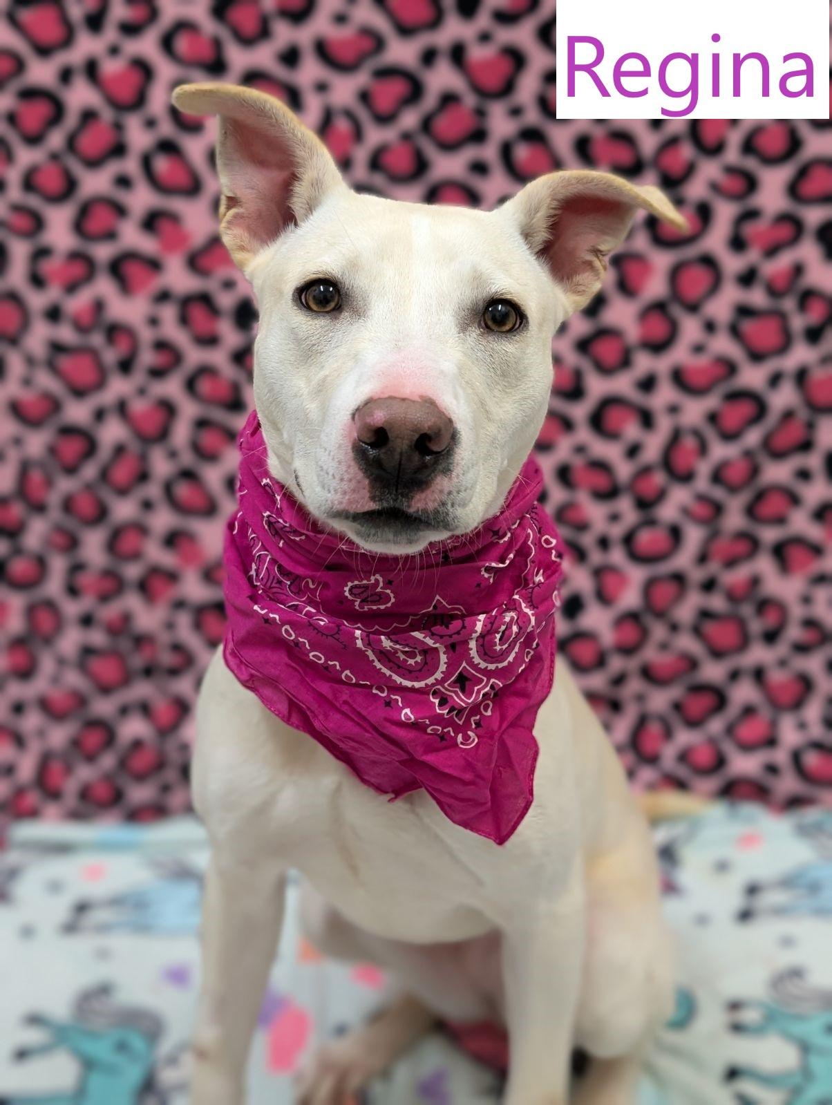 Regina, an adoptable Pit Bull Terrier, Whippet in Mount Vernon, OH, 43050 | Photo Image 3