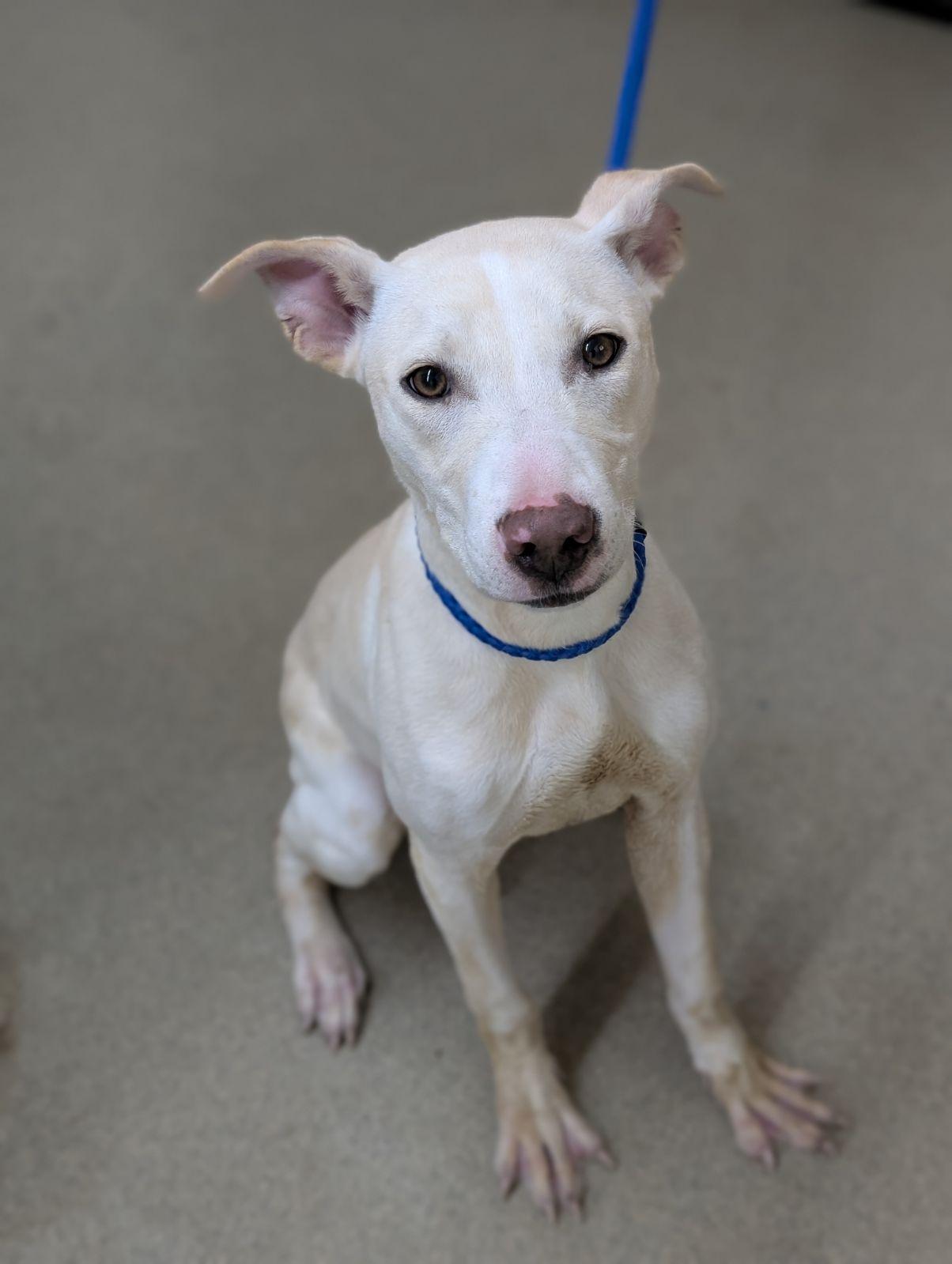Regina, an adoptable Pit Bull Terrier, Whippet in Mount Vernon, OH, 43050 | Photo Image 2