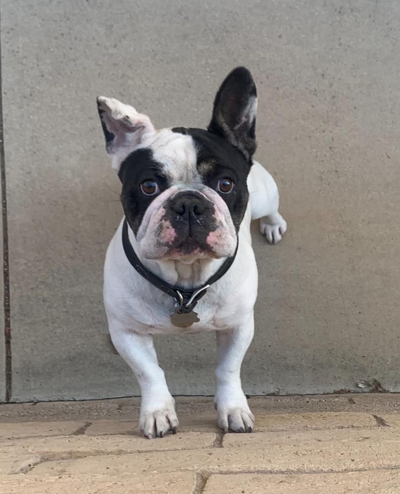 Enlarge Lava, a Adoptable French Bulldog in ventura, CA image 1/2