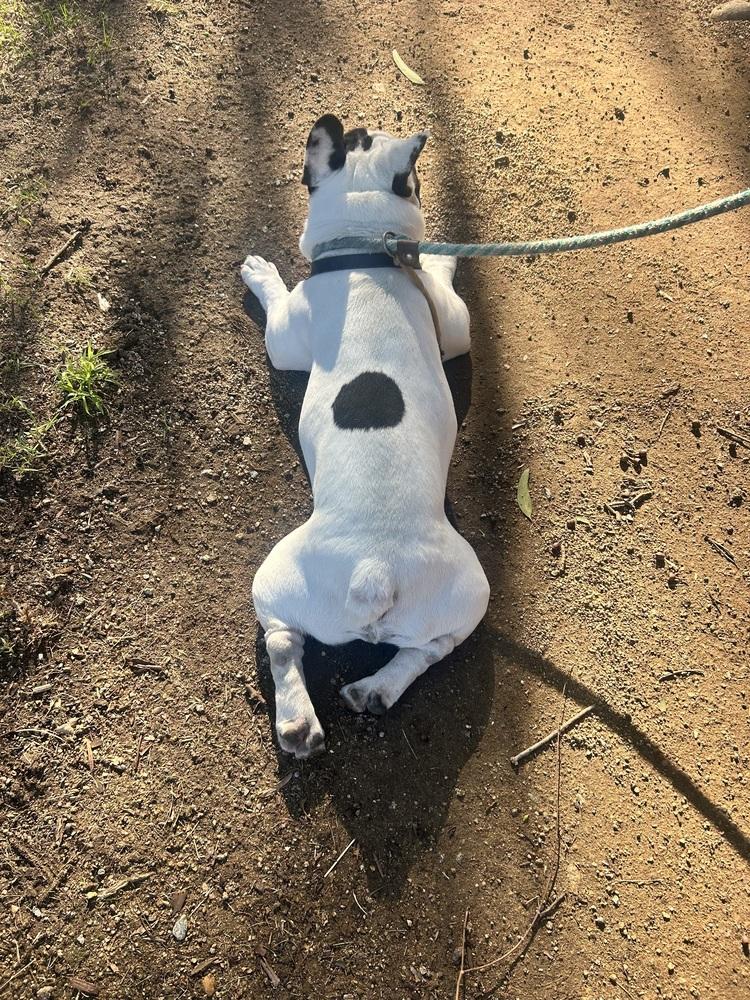 Lava — thumbnail 2