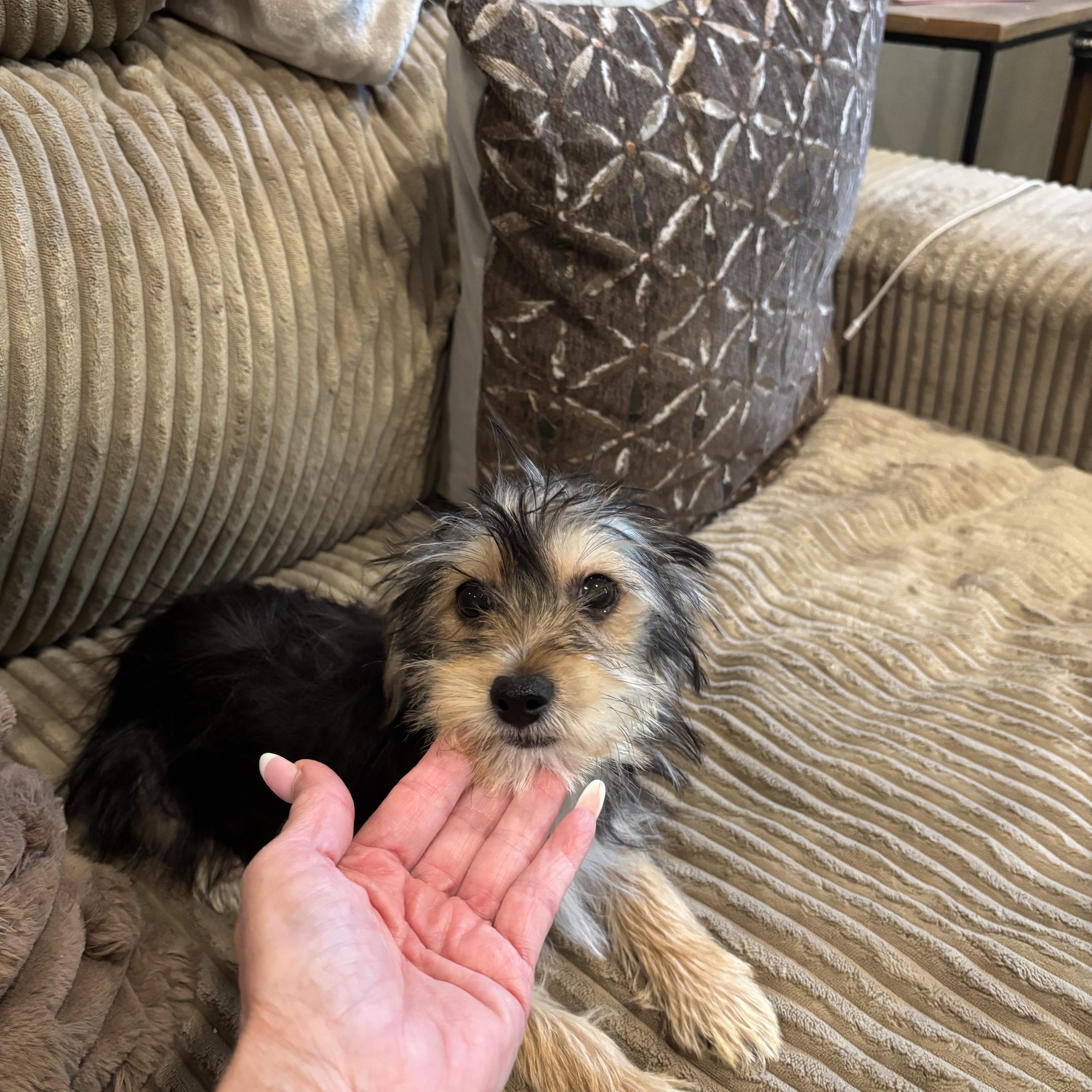 Bentley, Adopted, Puppy Male Yorkshire Terrier & Maltese.