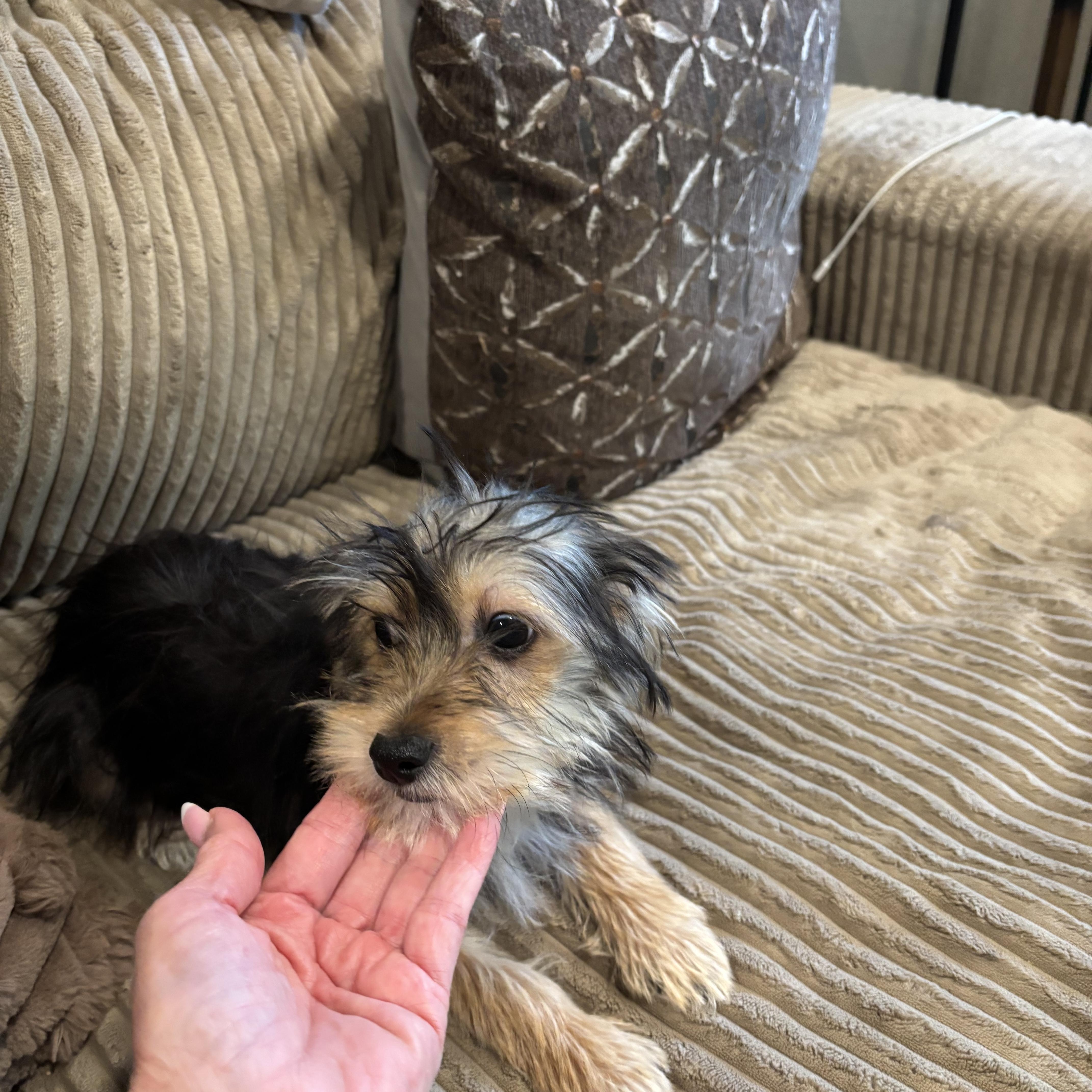 Enlarge Bentley, a Adopted mixed breed in Rowlett, TX image 2/3
