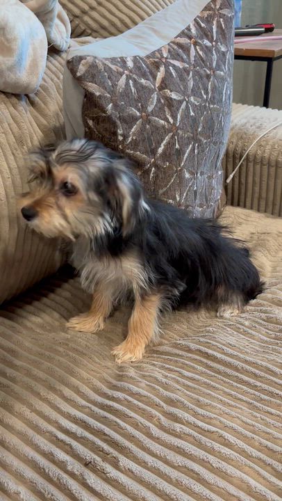 Enlarge Bentley, a Adopted mixed breed in Rowlett, TX video 3/3