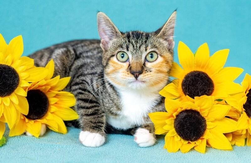 Enlarge Zelda, a Adoptable Domestic Short Hair in North Babylon, NY image 1/5