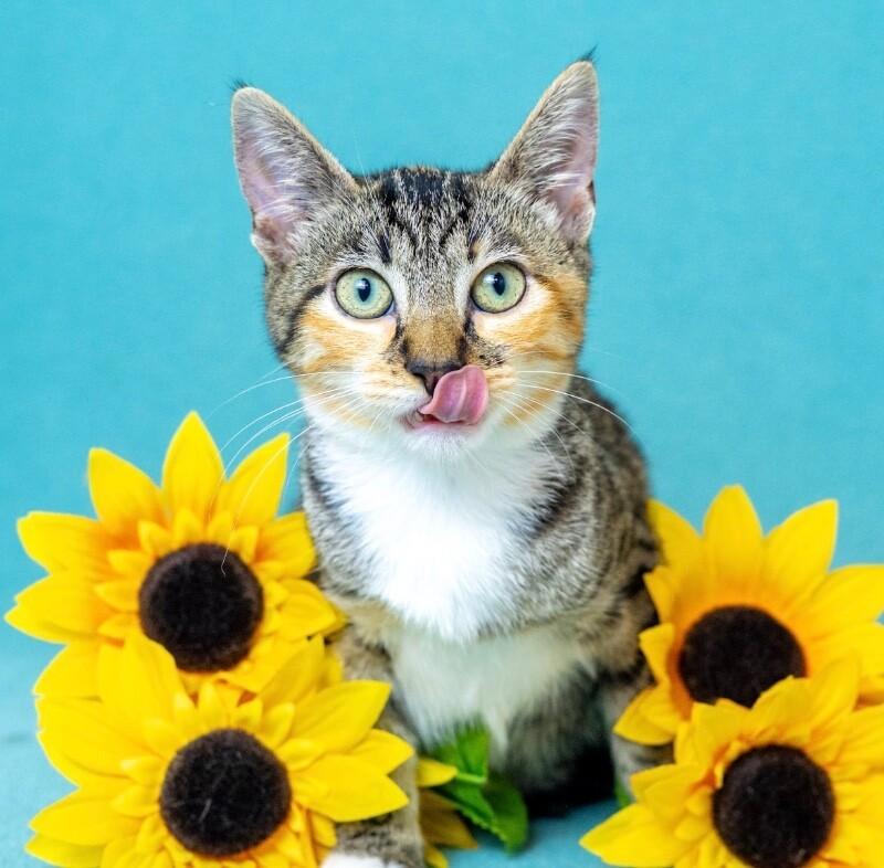 Enlarge Zelda, a Adoptable Domestic Short Hair in North Babylon, NY image 2/5