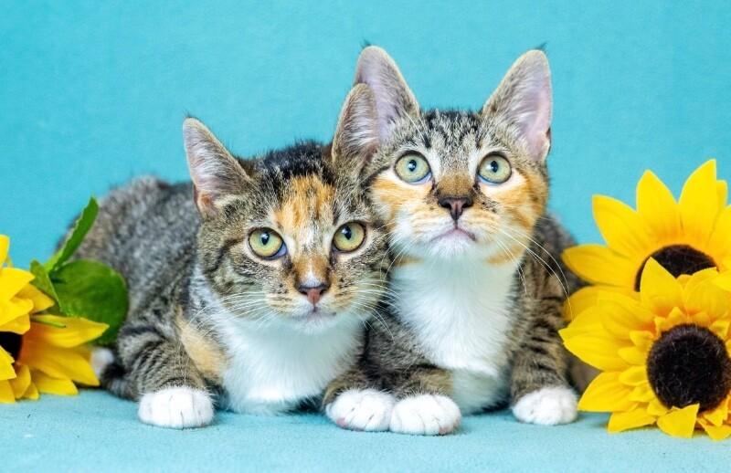 Enlarge Zelda, a Adoptable Domestic Short Hair in North Babylon, NY image 3/5