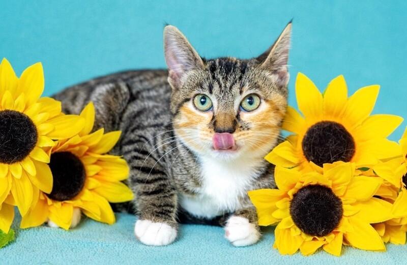 Enlarge Zelda, a Adoptable Domestic Short Hair in North Babylon, NY image 4/5