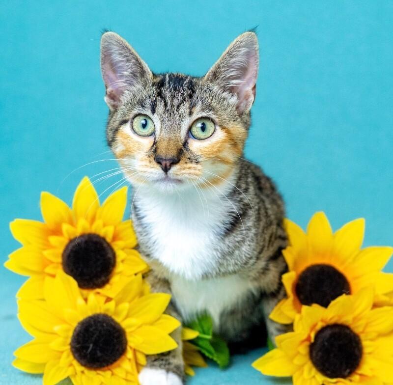 Enlarge Zelda, a Adoptable Domestic Short Hair in North Babylon, NY image 5/5
